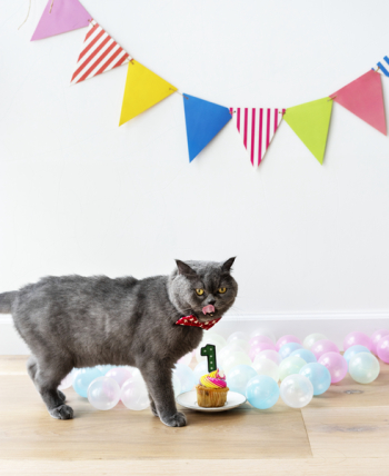 Gray Persian Cat Standing Near Cupcake Gray Persian Cat Standing Near Cupcake