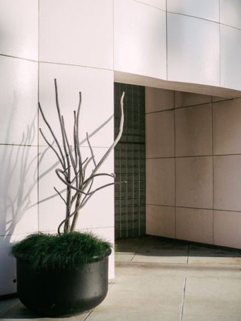 gray plant decor outside building gray plant decor outside building