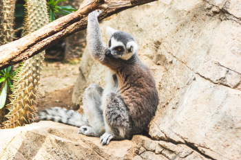 Gray Primate