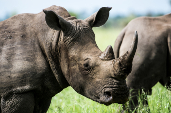 Gray Rhino in Macro Photography Gray Rhino in Macro Photography