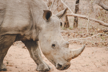 Gray Rhinoceros Facing Sideways Gray Rhinoceros Facing Sideways