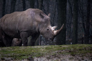gray rhinoceros standing gray rhinoceros standing