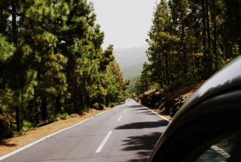 gray road between forest gray road between forest