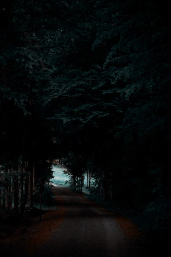 gray road between forest gray road between forest