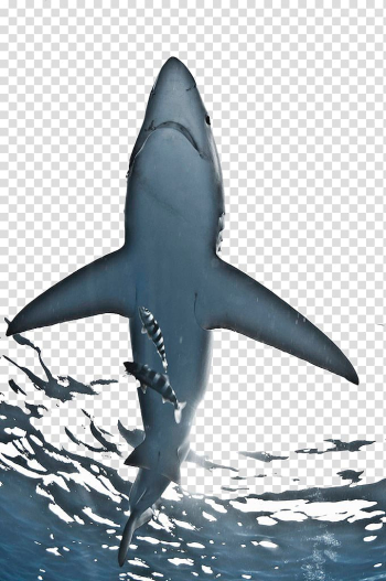 Gray shark underwater , Great white shark Magdalena Bay Blue shark, Sea white shark transparent background PNG clipart