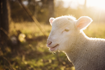 Gray Sheep Gray Sheep