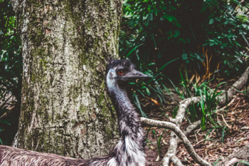 Gray Short-beaked Animal on Forest Gray Short-beaked Animal on Forest
