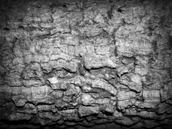 Gray Stone Gray Stone