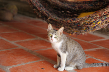 Gray Tabby Cat Gray Tabby Cat