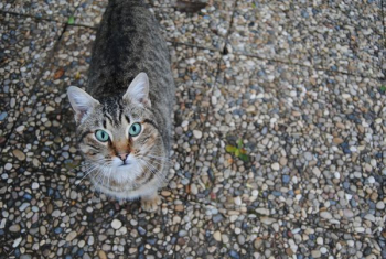 gray tabby cat gray tabby cat