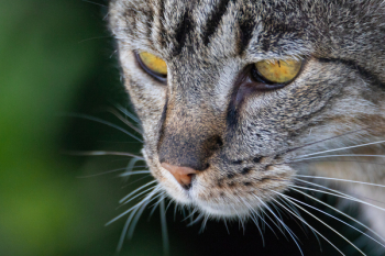 Gray Tabby Cat Gray Tabby Cat
