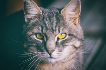 Gray Tabby Cat Gray Tabby Cat
