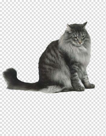 Gray tabby cat, Norwegian Forest cat Siberian cat Maine Coon Persian cat Cymric cat, watercolor cat transparent background PNG clipart