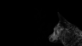 Gray Timber Wolf Gray Timber Wolf