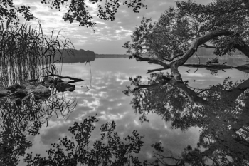 Gray Trees in Lake Painting