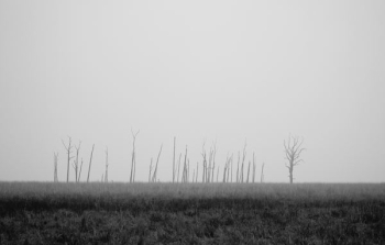 gray trees on grassland gray trees on grassland