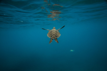 Gray Turtle Gray Turtle