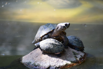 Gray Turtle Gray Turtle