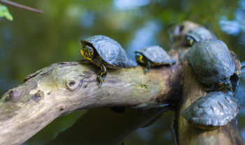 Gray Turtles Crawling on Tree Brunch Gray Turtles Crawling on Tree Brunch