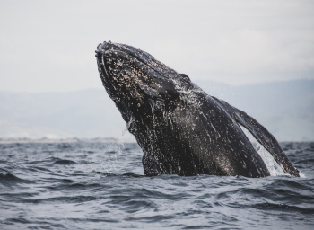 Gray Whale Gray Whale
