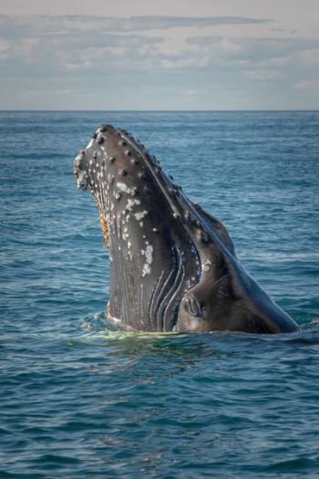 gray whale gray whale