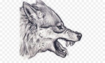 Gray wolf Drawing Snarl Art Sketch - Sketch Wolf Gray wolf Drawing Snarl Art Sketch - Sketch Wolf