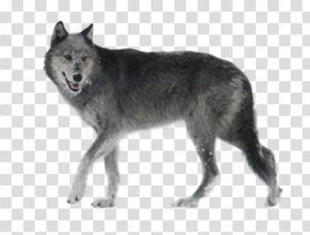 Gray Wolf PNG HD Transparent Gray Wolf HDPNG Images | DLPNG