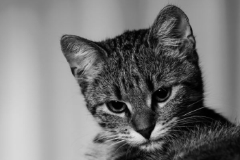 grayscale kitten grayscale kitten