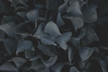 grayscale of plant leaves grayscale of plant leaves
