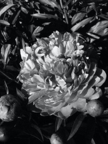 Grayscale Photo of a Flower