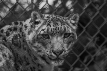Grayscale Photo of Animal Grayscale Photo of Animal