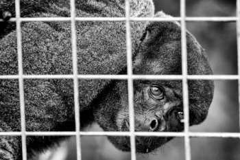 Grayscale Photo of Animal Grayscale Photo of Animal
