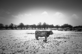 Grayscale Photo of Animal Grayscale Photo of Animal