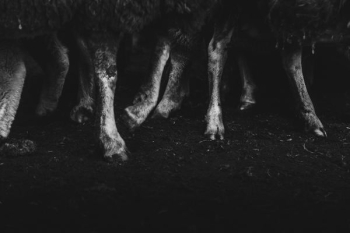 grayscale photo of animal feet grayscale photo of animal feet