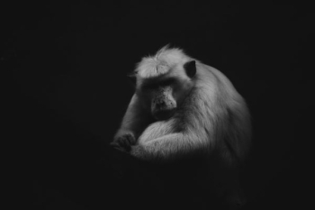 grayscale photo of baboon grayscale photo of baboon