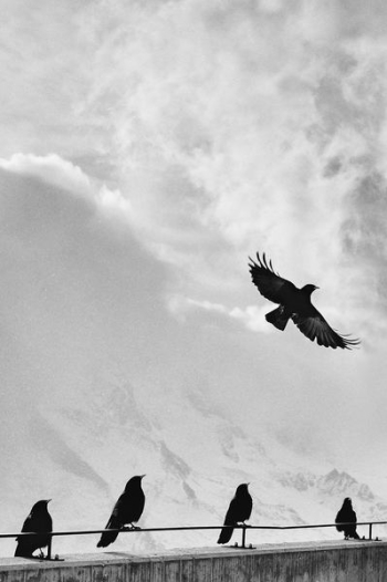 grayscale photo of birds grayscale photo of birds