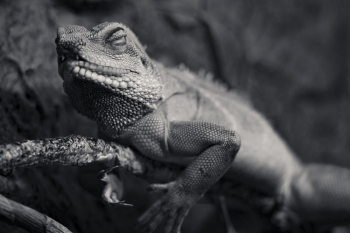 Grayscale Photo of Chameleon Grayscale Photo of Chameleon
