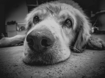 Grayscale Photo of Golden Retriever Grayscale Photo of Golden Retriever