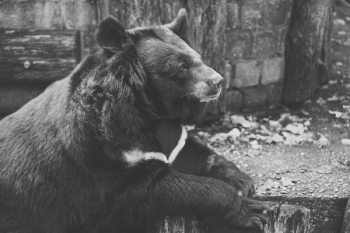 Grayscale Photo of Grizzly Bear