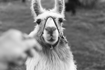 Grayscale Photo of Llama Grayscale Photo of Llama