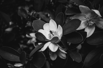 Grayscale Photo of Magnolia Flowers