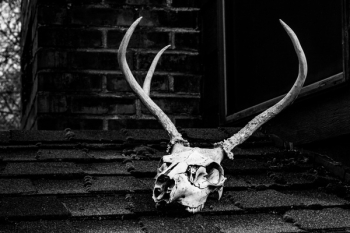 Grayscale Photo of Skull With Antler Grayscale Photo of Skull With Antler