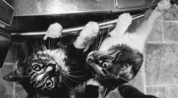 Grayscale Photo of Tabby Cats Grayscale Photo of Tabby Cats