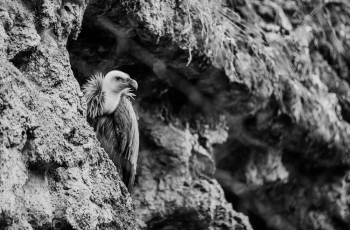 Grayscale Photo of Vulture Perched on Rock Formation Grayscale Photo of Vulture Perched on Rock Formation