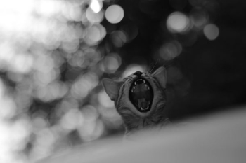 grayscale photo of yawning cat grayscale photo of yawning cat