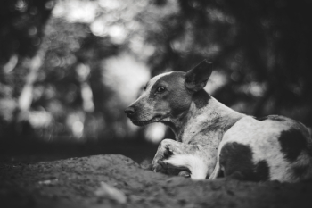 Grayscale Photography of Adult Short-coated Dog Grayscale Photography of Adult Short-coated Dog