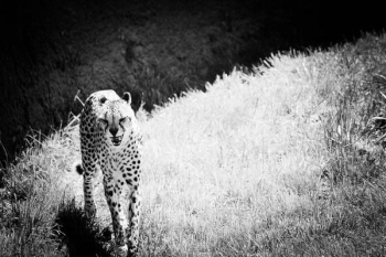 grayscale photography of cheetah on grasses grayscale photography of cheetah on grasses