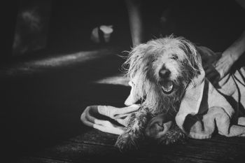 Grayscale Photography of Dog Yawning Grayscale Photography of Dog Yawning