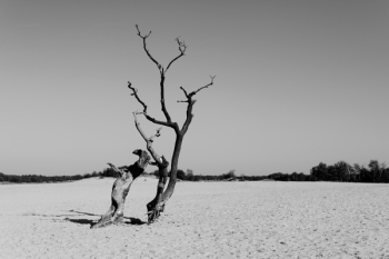 Grayscale Photography of Drift Wood Grayscale Photography of Drift Wood