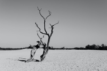 Grayscale Photography of Drift Wood